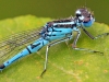 Azure Blue Damselfly