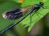 Banded Demoiselle