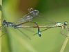 Blue Tailed Damselflies