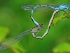 Common Blue Damselflies
