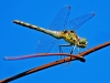 Common Darter