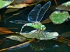Emperor Dragonfly.