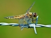 Four Spotted Chaser