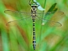 Golden Ringed Dragonfly