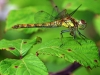 Common Darter