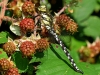Southern Hawker