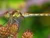 Common Darter