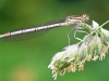 White Legged Damselfly