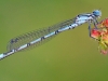 Common Blue Damselfly