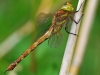 Norfolk Hawker
