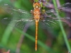 Ruddy Darter (female)
