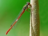 Small Red Damselfly