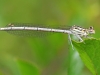 White Legged Damselfly