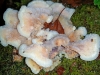 Jelly Rot.