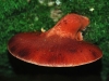 Beefsteak Fungus