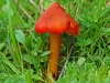 Blackening Waxcap