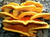 Chicken Of The Woods.