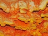 Chicken Of The Woods
