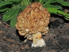 Common Morel