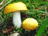 Common Yellow Russula