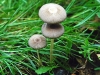 Pleated Ink-Cap