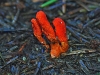 Scarlet Caterpillar Fungus