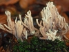 Crown Tipped Coral