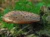 Dryads Saddle