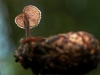 Earpick Fungus