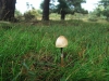 Egghead Mottlegill