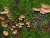 False Oysters