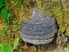 Hoof Fungus