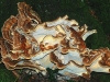 Giant Polypore