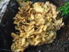 Giant Polypore