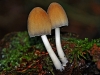 Glistening Ink Cap