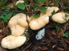 Hedgehog Fungus