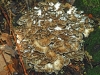 Hen Of The Woods