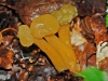 Jelly Babies