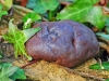 King Alfred's Cake