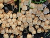 Fairies Bonnets