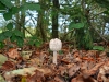 Shaggy Parasol