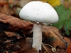 Wood Mushroom