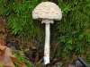 Shaggy Parasol