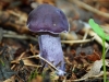 Wood Blewit