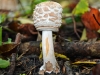 Shaggy Parasol