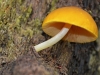 Yellow shield Mushroom