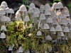 Fairies Bonnets