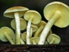 Sulphur Tufts