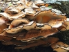 Giant Polypore
