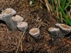 Nail Fungus